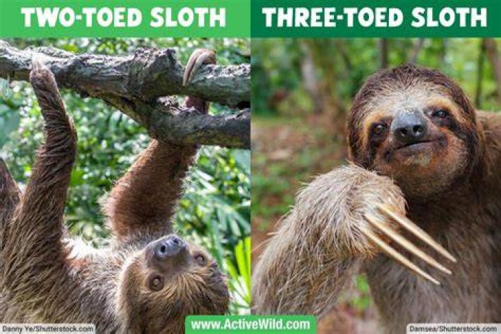 From Ancient Predators to Costa Rican Jungles: The Sloth Conservation Story