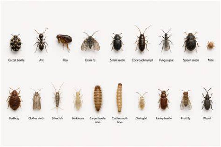 Why Swarms of Tiny Black Bugs Are Suddenly Invading Homes This Season