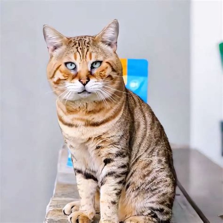What Happened to Chuchu on TikTok? The Heartbreaking Truth Behind the Viral Trend