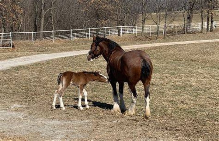 From First Stumble to Playful Trot: A Clydesdale Foal's Early Journey Outside