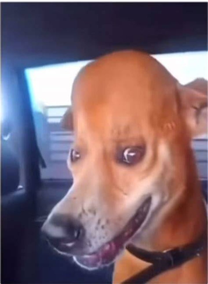 The Rise of Goofy Ahh Dog Culture: From Niche Sound to Global Phenomenon