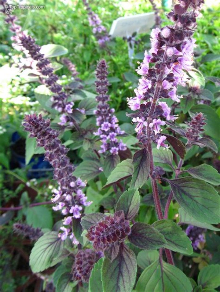 Why Translating 'Albahaca' as Just 'Basil' Could Ruin Your Recipe or Remedy