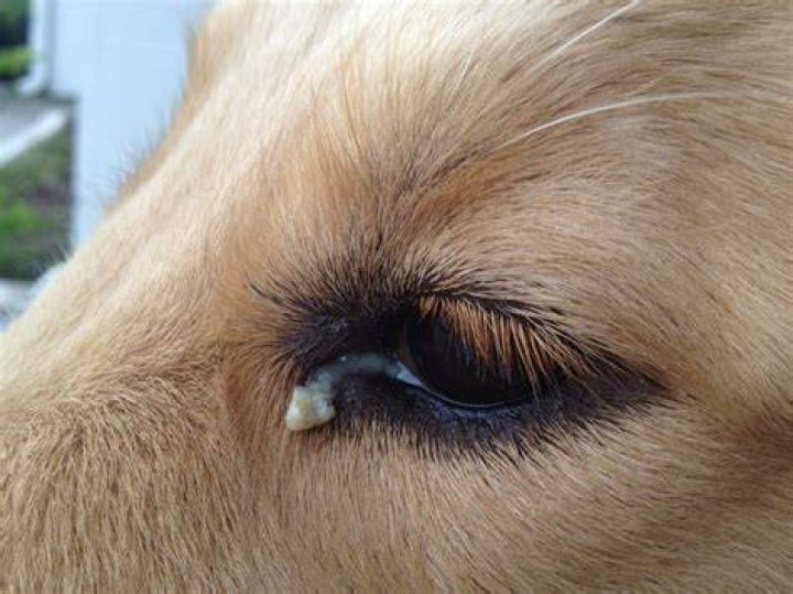 Small White Dog Care Guide: How to Prevent Crust, Stains, and Odor